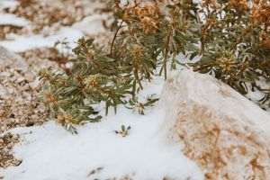 Antarctic plant model for crops resistant to extreme conditions